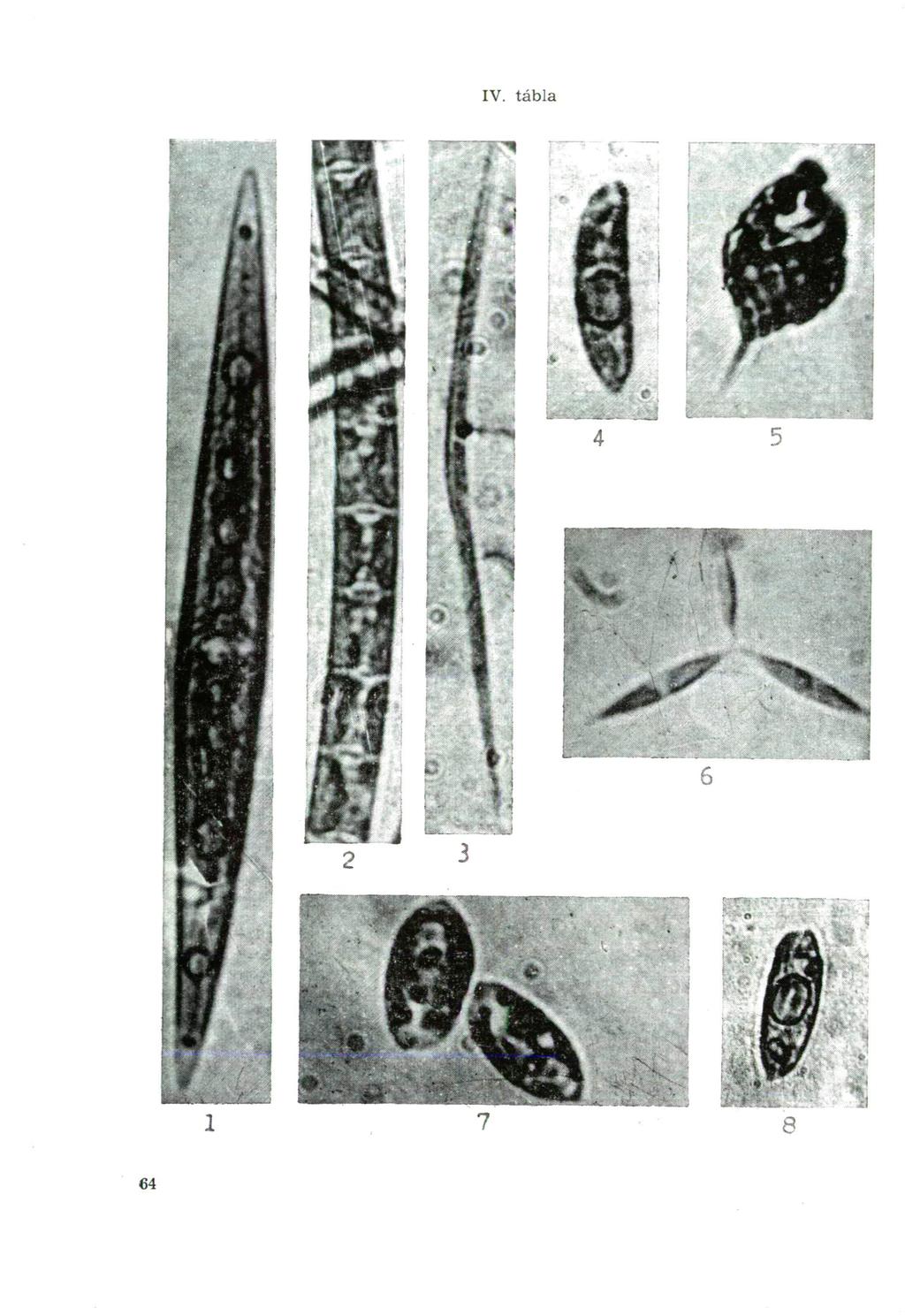 IV. tábla