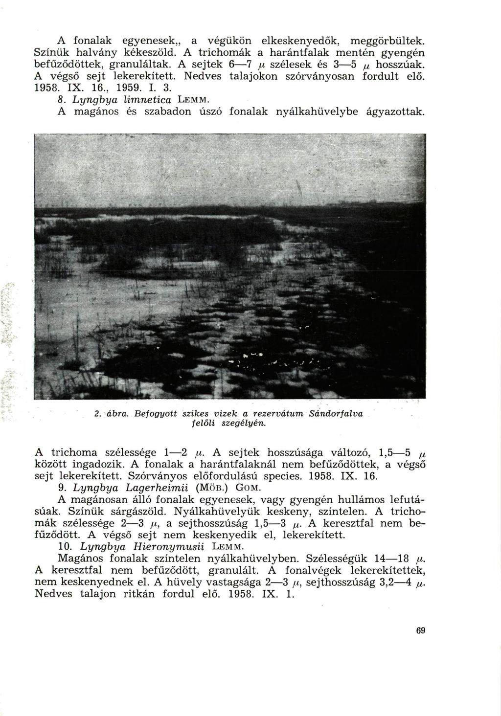 A fonalak egyenesek,, a végükön elkeskenyedők, meggörbültek. Színük halvány kékeszöld. A trichomák a harántfalak mentén gyengén befűződöttek, granuláltak. A sejtek 6 7 x szélesek és 3 5 ju hosszúak.