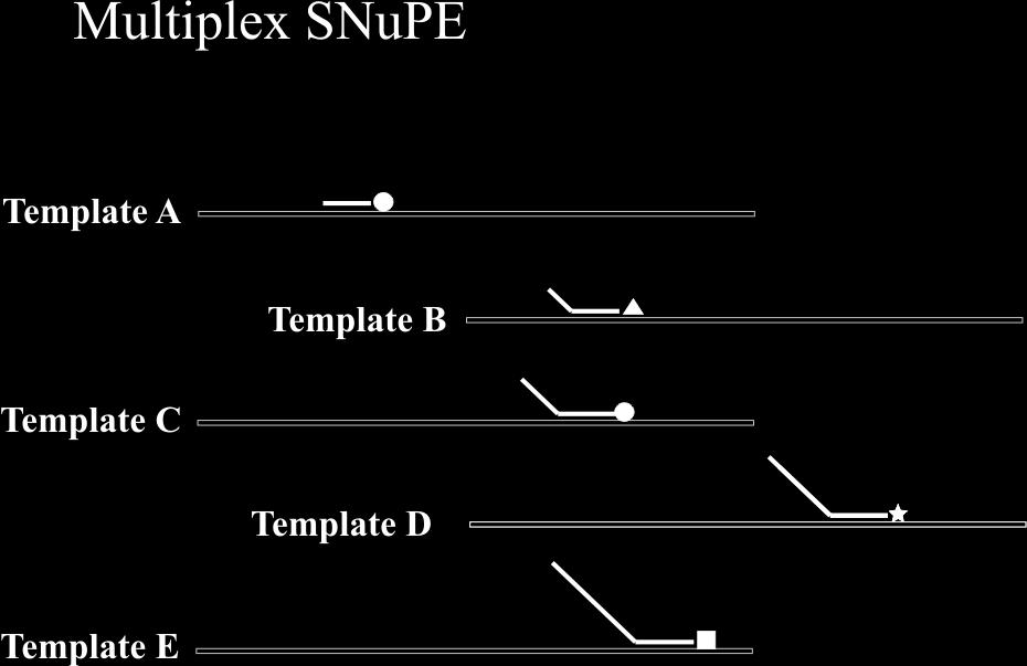 Új módszer optimálás SNuPE: Single Nucleotide Primer Extension te