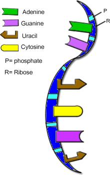 RNS-alapú katabolikus