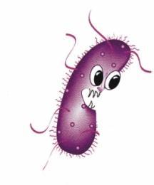 A klórozott etilének lebontásában résztvevő mikroorganizmusok l l PE l l l l l TE l DEs l l V ET Desulfitobacterium sp. strain Viet.