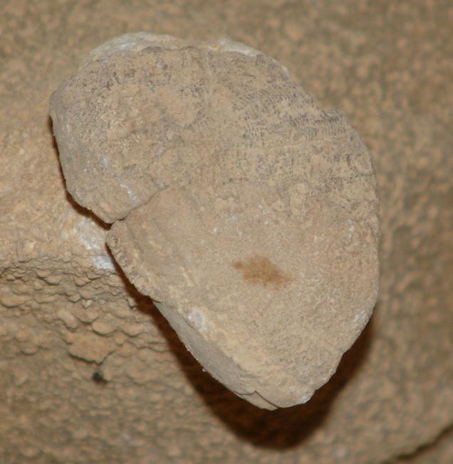 A bejárat főtéjében található fejlett, 1,3 m átmérőjű gömbfülke közepén 12 cm hosszú, kipreparálódott