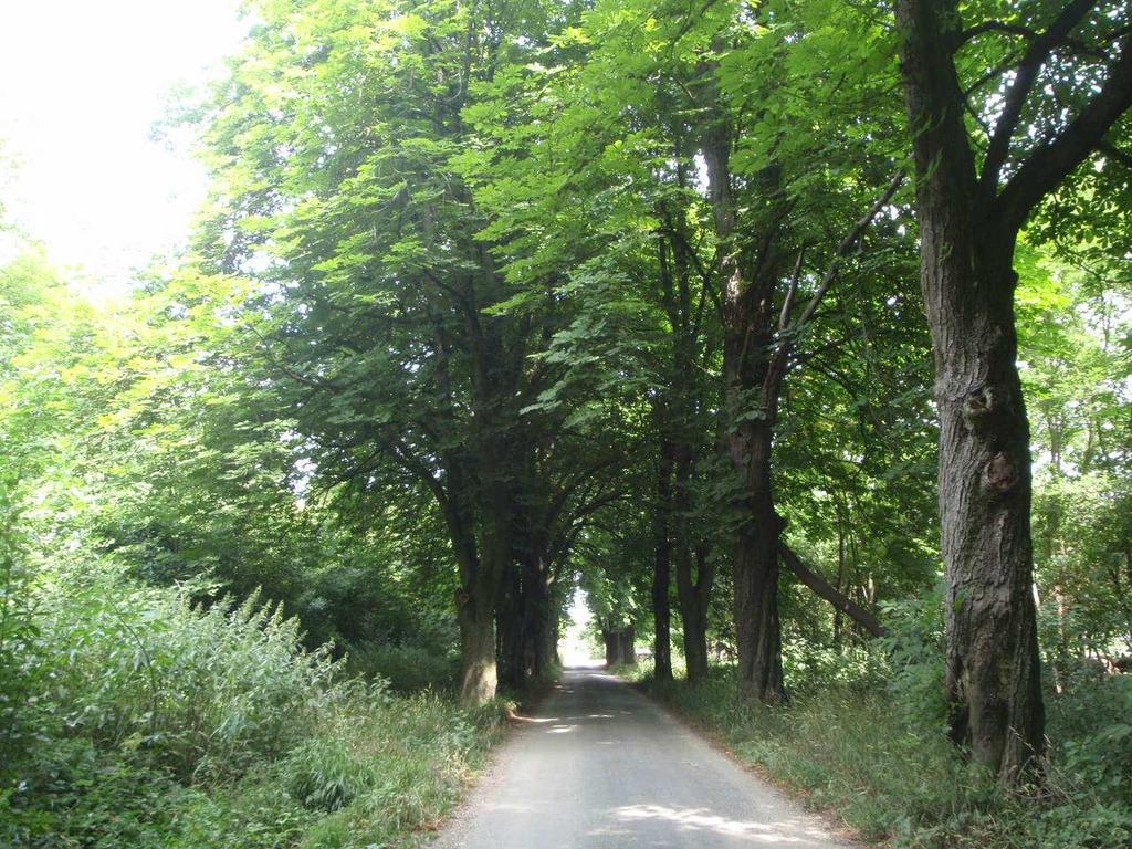 területek széleit fás, bokros sávok kísérik, amely középen füves területek, egykori gyakorlóterület fog körül.