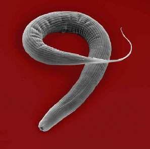 Mikrofauna Mikrofauna: Protozoák (ostorosok, csillósok), nematódák (fonalférgek): a talajfelszínhez közel, a bomló növényi