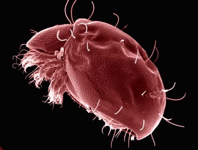 Mezofauna Meozofauna: Collembolák