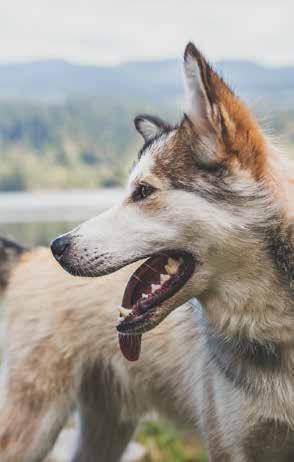 Eredeti kanadai recetúra alapján HOLISTIC - NATURE - LINE DOG 15% KEDVEZMÉNY*