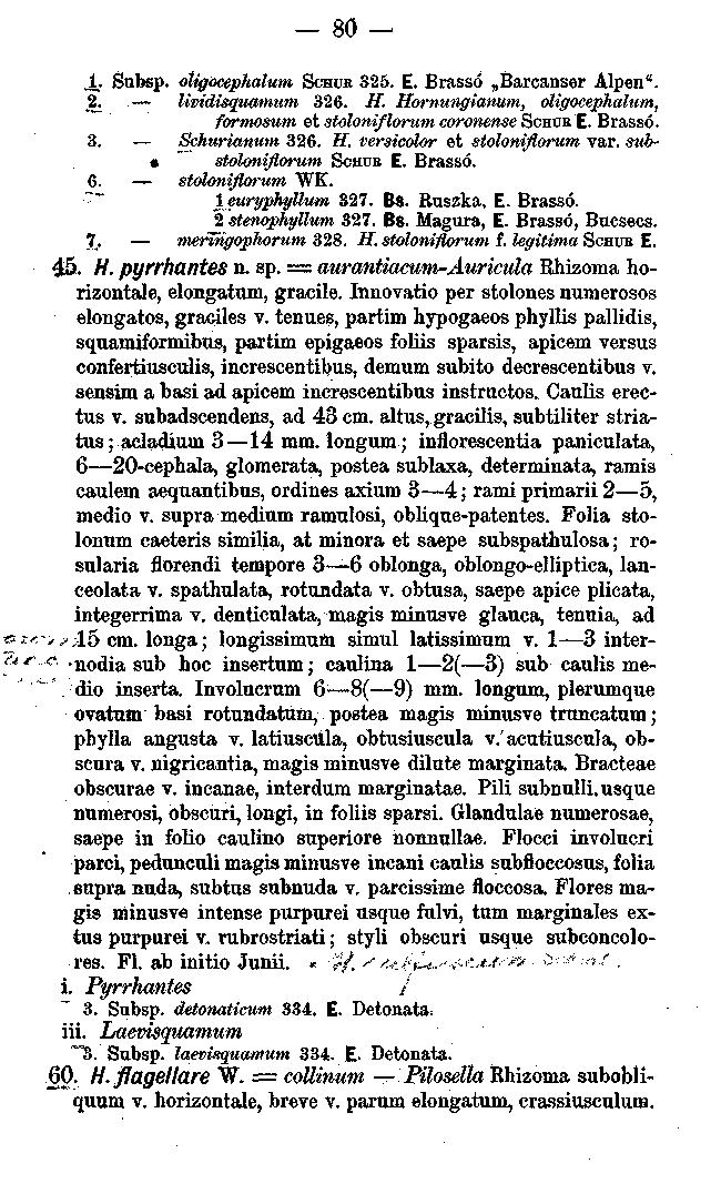 80 X- Subsp. otiffoeeptudum SCHDR 325. E. Brassó Baicanser Alpen". _2_.. lividisquamum 326. H. Hornungianum, oligocephaliim, formosum et stoloniflorum coronense SCHUB E. Brassó. 3. Schurianum 326. H. versicolor et stoloniflorum var.