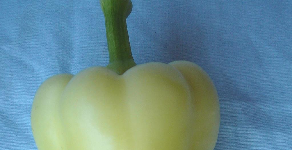 Kötődött
