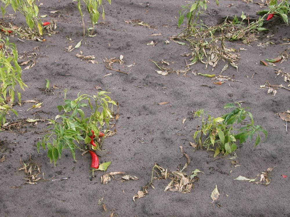 (balra) fűszerpaprika (Fotó: Pénzes B.) 2. ábra: M.
