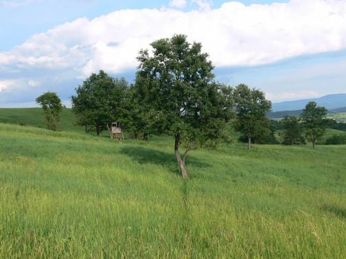 gyepek a Kotyindó-tetőn 2.