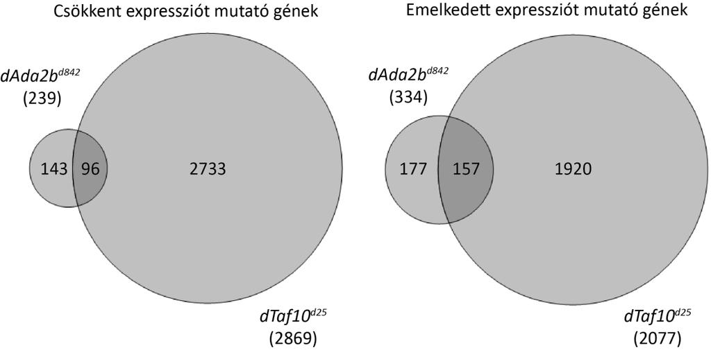 11. ábra: dtaf10 d25 és dada2b d842 mutánsokban kialakuló transzkripciós változások egymáshoz viszonyítva.