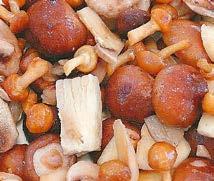 Petrezselyemzöld 10x1 kg Herbafrost petrezselyemzöld 5x1 kg Herbafrost 8 fűszer