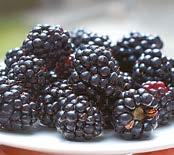 Felezett szilva 10 kg Gesztenyemassza (Bovita)