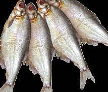 import, 10% glazúr 400-600 g ömlesztett 10 kg