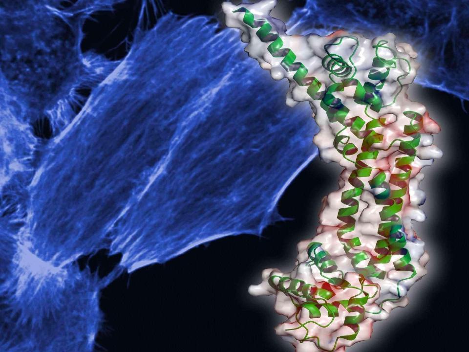 mléketető: fluorescencia spektrumok Fluorescencia polariáció, aniotrópia FRT Definíció! a. missiós spektrum b. Gerjestési spektrum (ld. absorpciós sp.