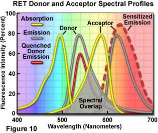 Spektrális ÁAedés Fluorescencia Reonancia nergia Transfer k t ~1/R 6 R k t = konst. * J(λ) n - 4 k f R - 6 κ 2 J(λ): ábedési integrál, n: törésmutató (1.33-1.