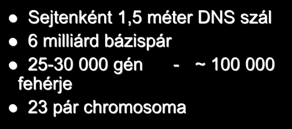 Az emberi genom