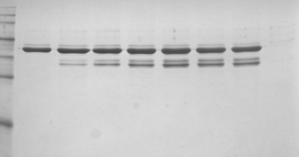 Additivitás Alkalmazás: fehérjekoncentráció meghatározása fehérje fluoreszcens próba (nm) dőfüggő mérek 0,2 Abszorpció egyéb alkalmazása Elektroforézis