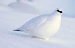 Túlélni a telet A téli hónapokban az állatok is igyekeznek alkalmazkodni a zord időjárási viszonyokhoz. A költöző madarak már a tél beállta előtt délre költöznek, ahol elegendő táplálékot találnak.