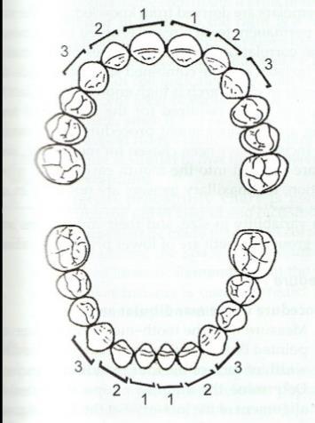 Bolton analízis Az alsó és felső fogak mérete közti arányt mutatja meg Számithatjuk 6-6 frontfogra vagy