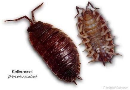 Cl.: Malacostraca -