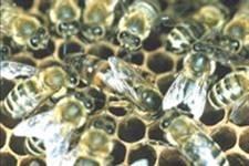 heliofil, szkiofil, umbrofil)