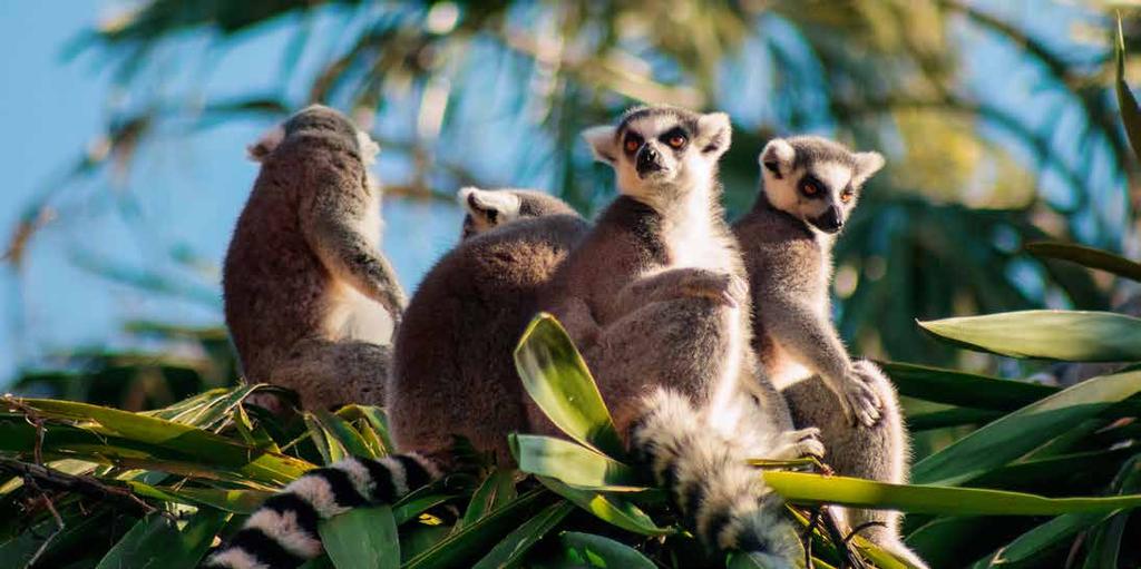 Madagaszkár A lemúrok földjén Kultúra és látnivaló Pihenés NOSY IRANJA ANTANANARIVO NOSY BE ANDASIBE 1.