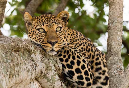 nap Arusha Lake Manyara Megérkezés a kora hajnali órákban a Meru-hegy lábánál fekvő városba. Transzfer a Lake Manyara ba.