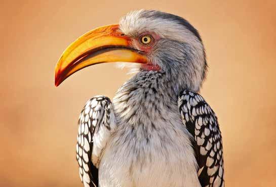 Dél-Afrika És a Viktória-vízesés Természeti látnivalók KRUGER VIKTÓRIA-VÍZESÉS FOKVÁROS JÓREMÉNYSÉG - FOK 1.