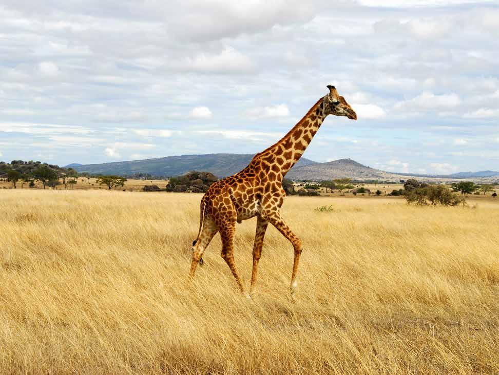 A város az innen induló, egyre népszerűbb szafari útvonalaknak köszönheti fejlődését, bár Botswana a természet eredeti állapotának megőrzése érdekében igyekszik korlátozni az ideérkezők számát. 2.