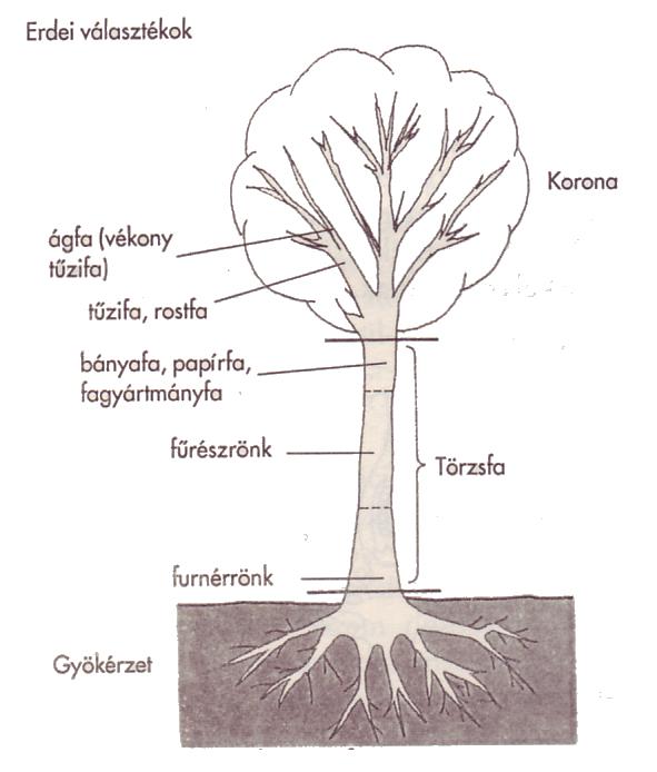 A szerkezeti