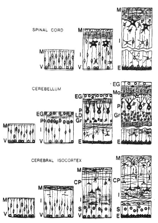 J. Neurosci. 2002; Rakic P. J.
