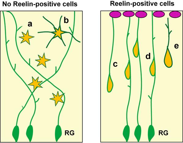 receptor 2 (APOER2) alpha-3-beta-1 integrin 8