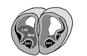 glia Primér germinatív réteg SVZ ependyma Másodlagos germinatív réteg prenatális