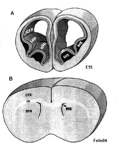 Alvarez- Buylla 1998 E1 0, 5 E10.