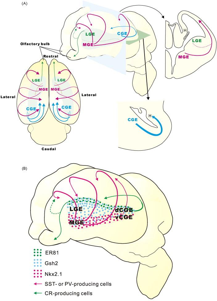 eminence, (d/v) CGE: (dorsal/ventral) caudal