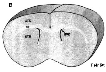 Kisagy Elülső migrációs ösvény Hátsóagy a Neurosphere from new born mouse froebrain nmfhé Cortex