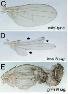 ankyrin repeat, glutamingazdag domain, PEST-szekvencia (prolin (P), glutaminsav(e), serine (S), and treonin (T) gyors