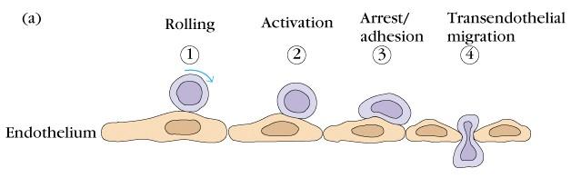 Neutrophil