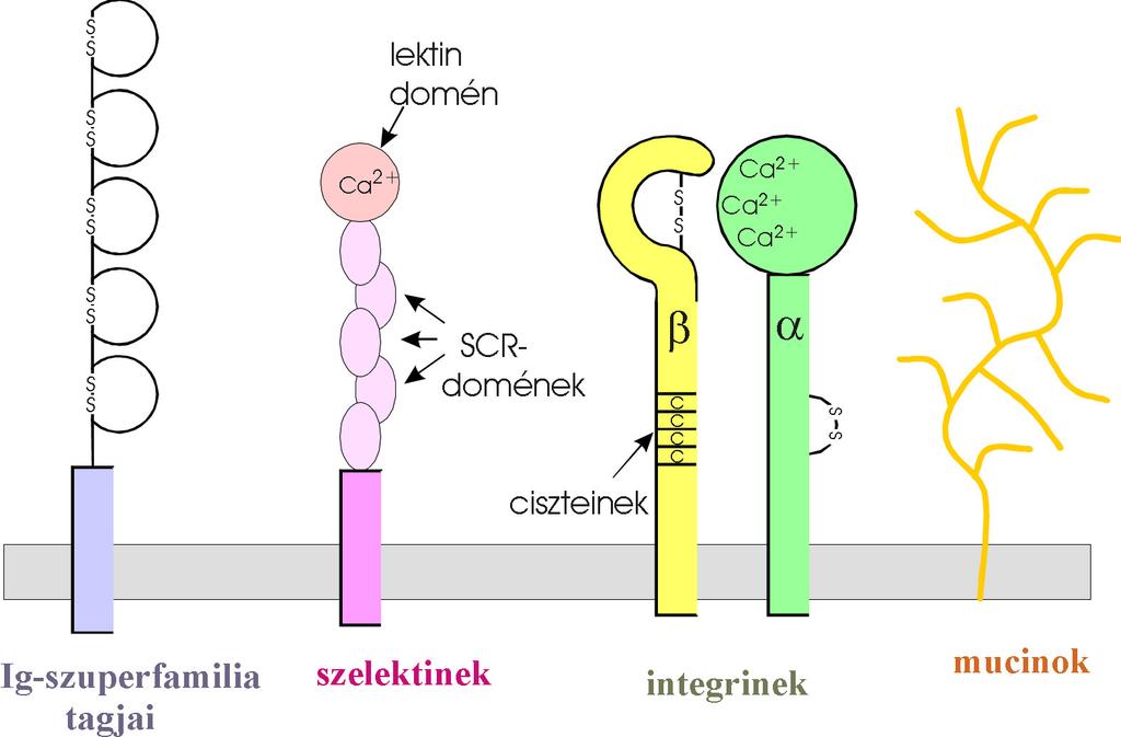 Adhéziós molekula család Lectin domain SCR domains cysteins egyéb akcesszórikus molekulák Ig-szuperfamila tagok Szelektinek Integrinek Mucin-szerű