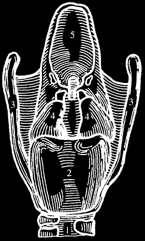 epiglottisz