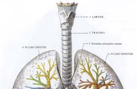 trachea Légzésmódok 1.