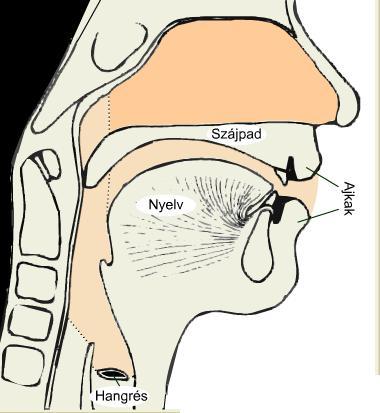 Orrüreg Szájüreg Garatüreg Az artikulációs csatorna