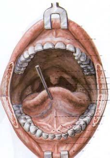 Az uvula a szájüreg