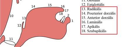 nyelvpárkány (tongue blade): lamina (laminális) [csukott szájnál a fogmeder alatti