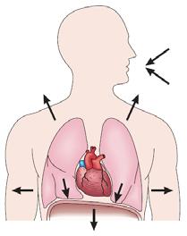 A légzés szakaszai Belégzés (inspiráció) Kilégzés (exspiráció) Szünet (pauza) A légzés típusai üteme A légzés néma légzés (respiratio muta) 1 : 1 : 1 / 2 beszédlégzés (respiratio fonatoria) 1 : 5 8