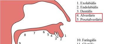 Fogmeder (alveolus alveoláris) Elülső része: alveoláris (dentális, dentialveoláris, prealveoláris) Hátsó része: posztalveoláris