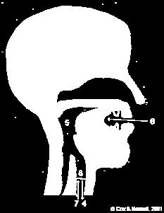 Supralaryngeal closure (in this case alveolar, but IPA also allows for bilabial, dental, palatal, velar and uvular). 4. Larynx is lowered increasing the volume of the oral cavity. 5.