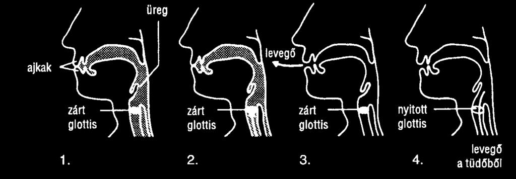 Higher pressure atmospheric air rushes into the oral cavity to equalise pressure. This creates turbulent air flow and generates the implosive burst noise. 7. Lung pressure rises. 8.