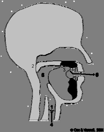 (nem kell megtanulni!) Az ejektívák képzése 1. Vocal fold closure. 2. Raised velum, completely closing off the nasal cavity. 3.
